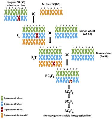 Assessing the Potential of Using the Langdon 5D(5B) Substitution Line for the Introgression of Aegilops tauschii Into Durum Wheat